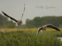 Grauwe gans [Anser anser]